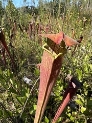 Sarracenia alata