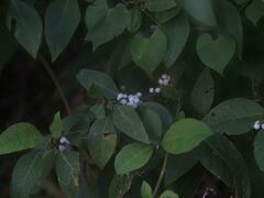 Deeringia polysperma