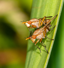 Sciomyzidae