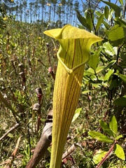 Sarracenia alata