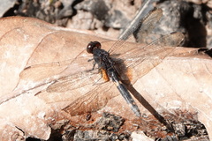 Erythemis attala