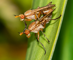 Sciomyzidae