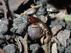 Euborellia annulipes