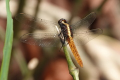 Erythemis