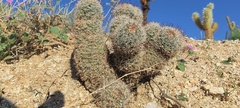 Mammillaria dioica dioica