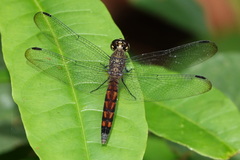 Erythrodiplax unimaculata