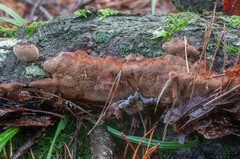 Hapalopilus rutilans