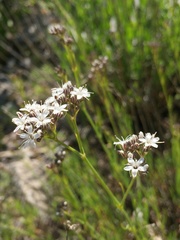 Gypsophila fastigiata