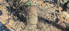 Mammillaria dioica dioica
