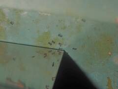 Dolichoderus thoracicus