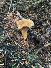 Chroogomphus tomentosus