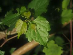 Ampelopsis glandulosa hancei