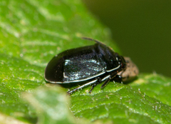 Sehirus cinctus