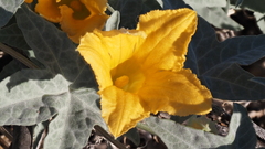 Cucurbita palmata