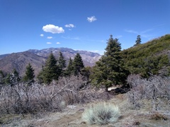 Abies concolor