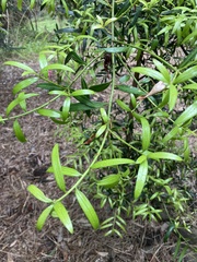 Podocarpus elatus