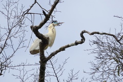Pilherodius pileatus