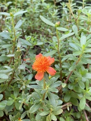 Portulaca umbraticola