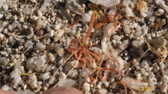 Hypertelis umbellata