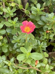 Portulaca umbraticola