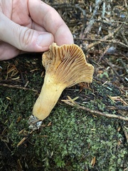 Chroogomphus tomentosus