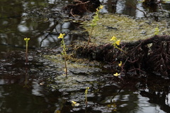 Utricularia foliosa