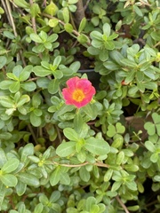 Portulaca umbraticola