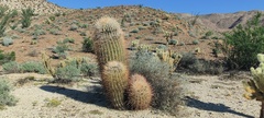 Ferocactus cylindraceus