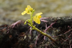 Utricularia foliosa