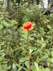 Portulaca umbraticola