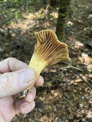 Chroogomphus tomentosus