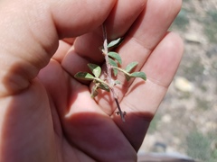 Dalea prostrata