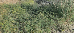 Kallstroemia californica