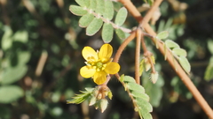 Kallstroemia californica