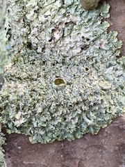 Punctelia graminicola