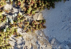 Tetragonia fruticosa