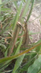 Brachynemurus