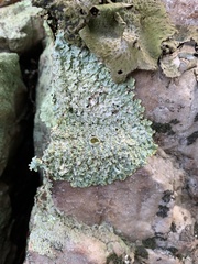 Punctelia graminicola