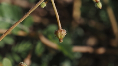 Kallstroemia californica