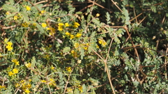 Kallstroemia californica