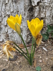 Sternbergia lutea