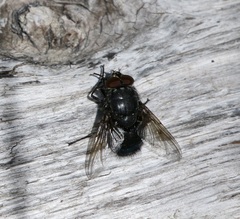 Calliphora vomitoria