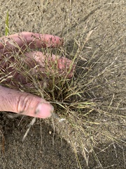 Eragrostis pectinacea