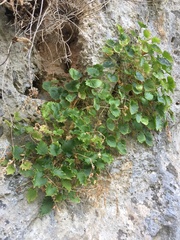 Campanula fenestrellata fenestrellata