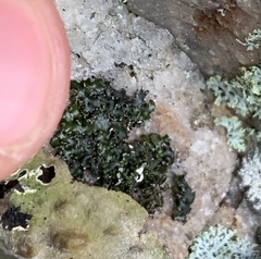 Melanelia culbersonii