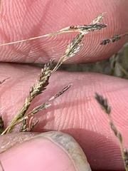 Eragrostis pectinacea