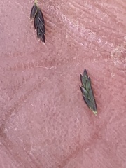 Eragrostis pectinacea