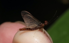 Isonychia bicolor