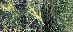 Funastrum hirtellum