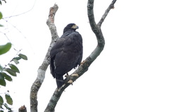 Buteogallus urubitinga